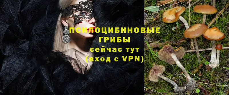 Галлюциногенные грибы Psilocybe  как найти   Заозёрный 